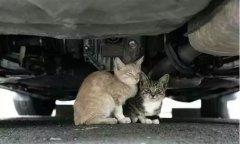 天冷了，開車前記得先喚醒它們！