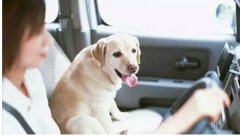 假期出去游玩，狗狗怎么辦呢？