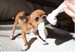  如何阻止狗狗亂咬家具？
