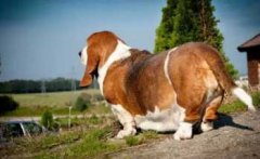 注意，這８種做法會減損狗狗的壽命！