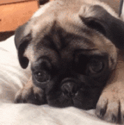 狗狗的一封道歉信，看完我哭了......