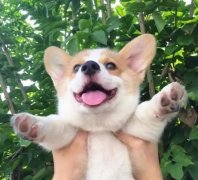 從沒(méi)被一只狗萌成這樣，除了它！