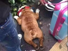 夏天超級(jí)熱，狗狗也會(huì)煩躁的，怎么辦吶？ 華興