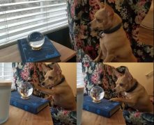 我家狗愛多管閑事咋整？一天到晚都瞎操心...