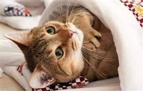 說出來你可能不信，貓咪過冬其實(shí)也有“南北差異”